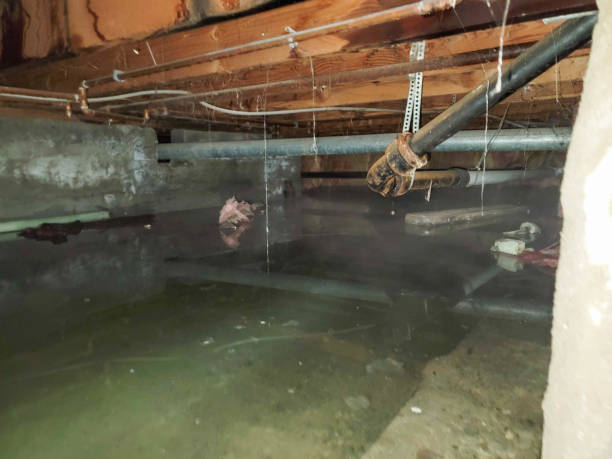 Best Professional water damage repair  in Josephine, TX
