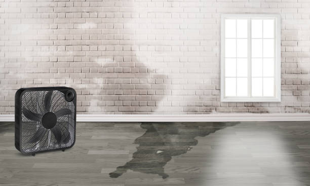 Best Carpet water damage restoration  in Josephine, TX